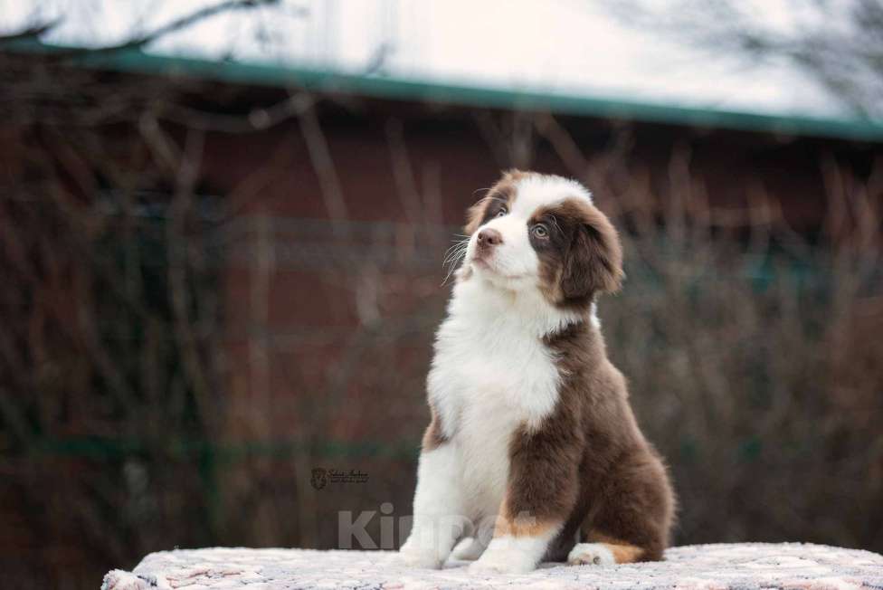 Собаки в Москве: Миниатюрная американская овчарка (мини-аусси) Мальчик, 150 000 руб. - фото 5