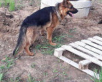 Собаки в Омске: Овчарка немецкая, 5 руб. - фото 5