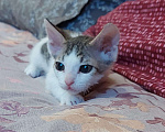 Кошки в Калязине: Бархатная принцесса, 8 000 руб. - фото 2