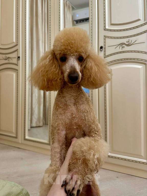 Собаки в Краснодаре: Вязка. Ищем невесту. Мальчик, 1 руб. - фото 2