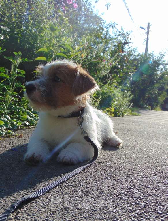 Собаки в Москве: Высокопородный щенок Джек Рассел терьера жесткошерстный Мальчик, Бесплатно - фото 2