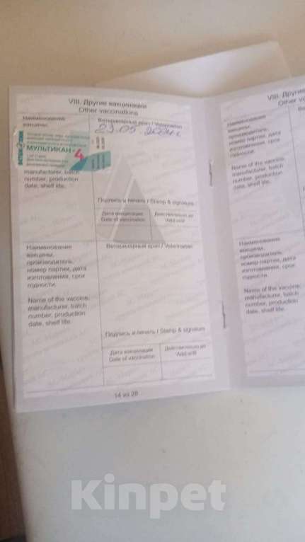 Собаки в Балашихе: Игривая девочка,ищет дом  Девочка, Бесплатно - фото 5