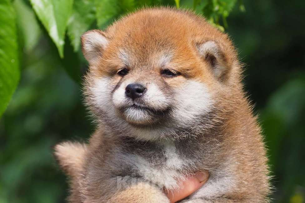 Собаки в Москве: Шиба ину щенки Мальчик, 50 000 руб. - фото 3