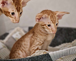Кошки в Подольске: Яркое солнышко Мальчик, 65 000 руб. - фото 3