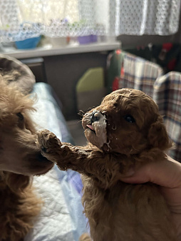 Предлагаю щенков той пуделя 