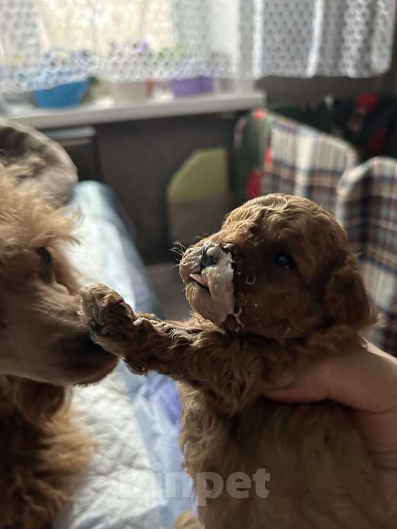 Собаки в Ногинске: Предлагаю щенков той пуделя  Мальчик, 65 руб. - фото 1
