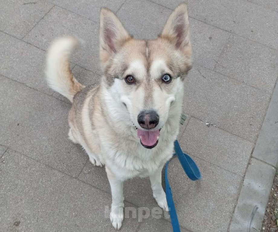 Собаки в Москве: Жасмин Девочка, 300 руб. - фото 2