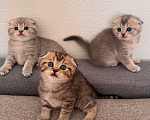 Кошки в Ростове-на-Дону: Котята Девочка, 8 000 руб. - фото 2