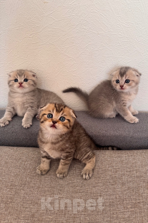 Кошки в Ростове-на-Дону: Котята Девочка, 8 000 руб. - фото 2