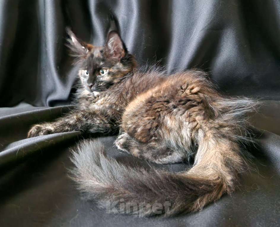 Кошки в Москве: Пресненские котята породы мейн-кун. Амелия Девочка, 50 000 руб. - фото 1