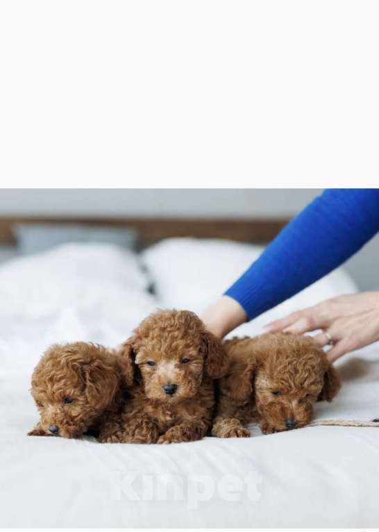 Собаки в Москве: Той пудель Мальчик, 105 000 руб. - фото 1