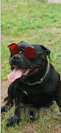 Собаки в Казани: Английский Стаффордширский Бультерьер Мальчик, Бесплатно - фото 6