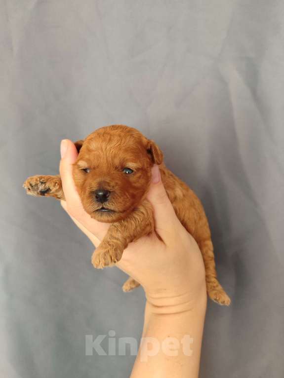 Собаки в Мытищах: Щенки той пудель Девочка, 60 000 руб. - фото 1