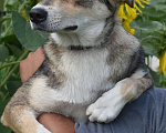 Собаки в Раменском: Чара в поисках дома и ответственных хозяев  Девочка, Бесплатно - фото 2