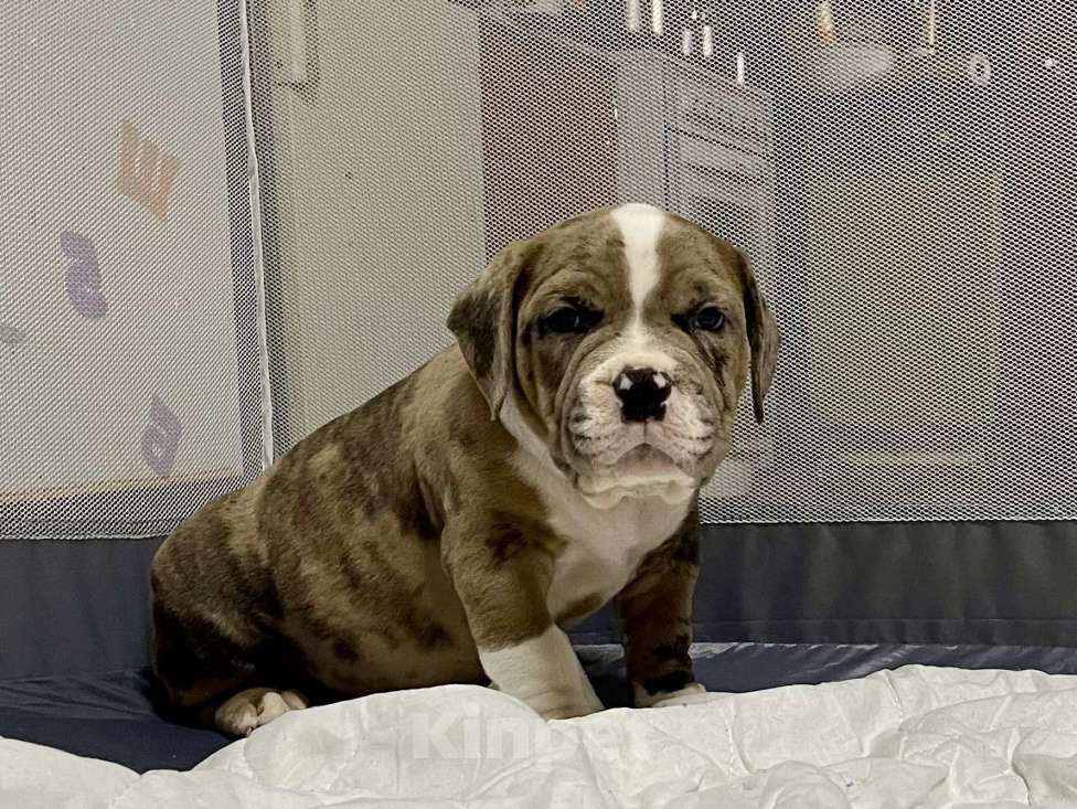 Собаки в Челябинске: Американский булли , щенки Мальчик, 60 000 руб. - фото 1