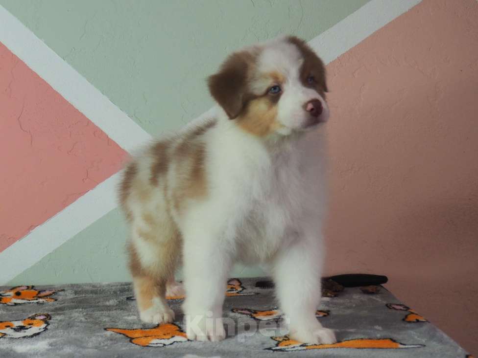 Собаки в Липецке: Австралийская овчарка Мальчик, 100 000 руб. - фото 4