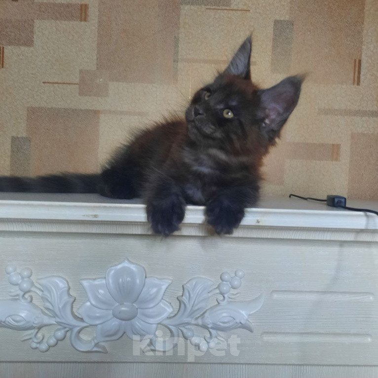 Кошки в Воронеже: Котенок мейн-кун Мальчик, 50 000 руб. - фото 4
