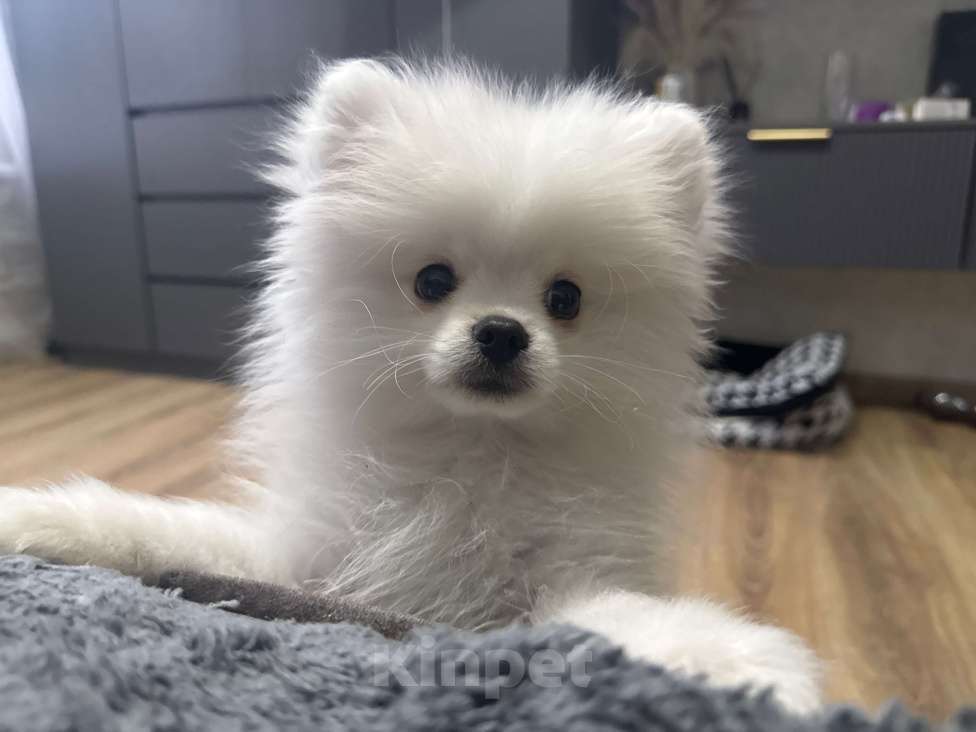 Собаки в Ростове-на-Дону: Померанский шпиц щенок  Мальчик, Бесплатно - фото 2
