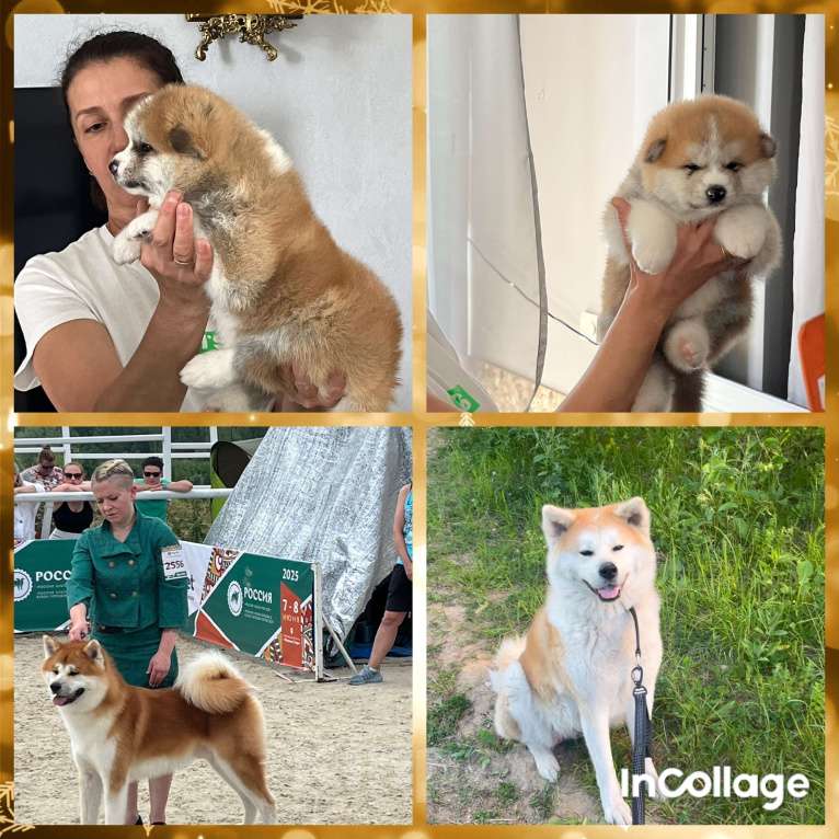 Собаки в Москве: Мальчик сын Чемпиона России ищет себе любящих хозяев  Мальчик, 130 000 руб. - фото 2