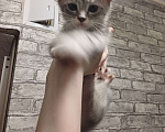 Кошки в Санкт-Петербурге: Котенок в добрые руки Мальчик, Бесплатно - фото 2