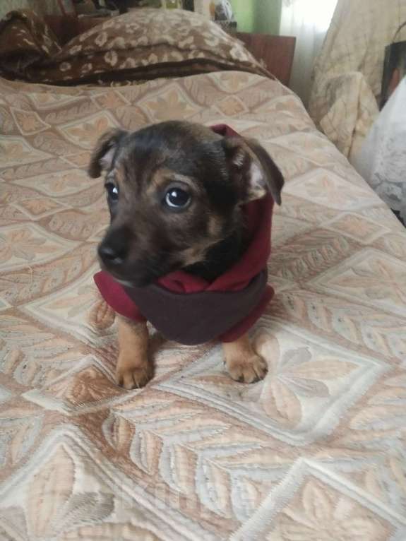 Собаки в Санкт-Петербурге: Две маленькие кнопки ищут дом Мальчик, Бесплатно - фото 8