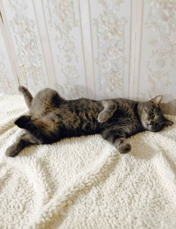 Кошки в Одинцово: Барсик стал сиротой Мальчик, Бесплатно - фото 3