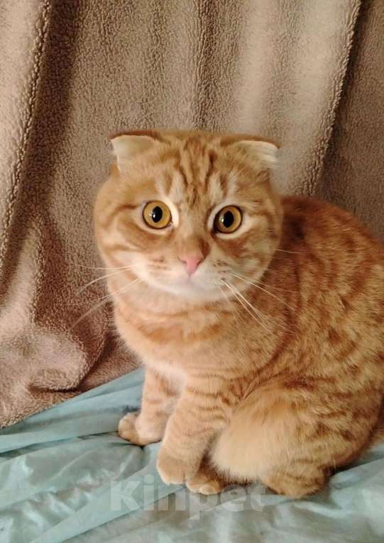 Кошки в Люберцах: Ищет дом чудесный котик Марсель Мальчик, Бесплатно - фото 4