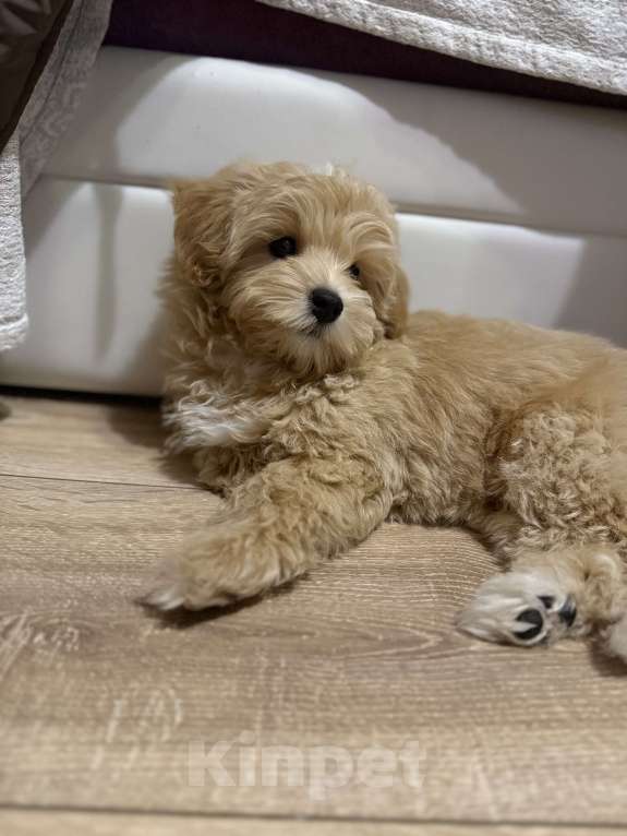 Собаки в Раменском: Щенок мальтипу f1 Мальчик, 120 000 руб. - фото 6