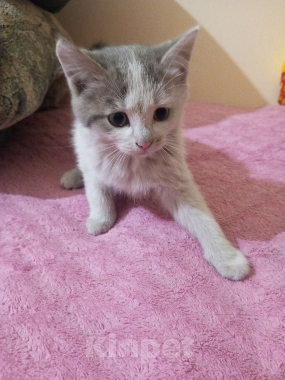 Кошки в Улане-Удэ: Котенок мальчик Мальчик, Бесплатно - фото 1