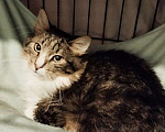 Кошки в Санкт-Петербурге: Молодой котик Микки ищет дом Мальчик, Бесплатно - фото 2
