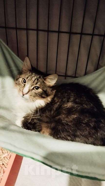 Кошки в Санкт-Петербурге: Молодой котик Микки ищет дом Мальчик, Бесплатно - фото 2