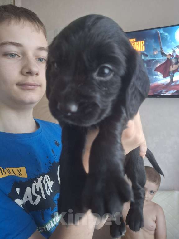 Собаки в Москве: Щенок девочка русский охотничий спаниель  чистокровный Девочка, 10 000 руб. - фото 5