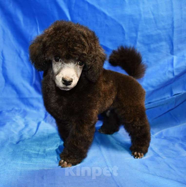 Собаки в Долгопрудном: Щенок  пуделя серебристый ДЖЕНТЛИ БОРН  ФЛЭШ РОЯЛЬ Мальчик, 150 000 руб. - фото 1