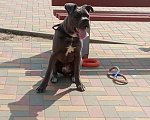 Собаки в Дубовке: Собака Мальчик, 17 900 руб. - фото 4