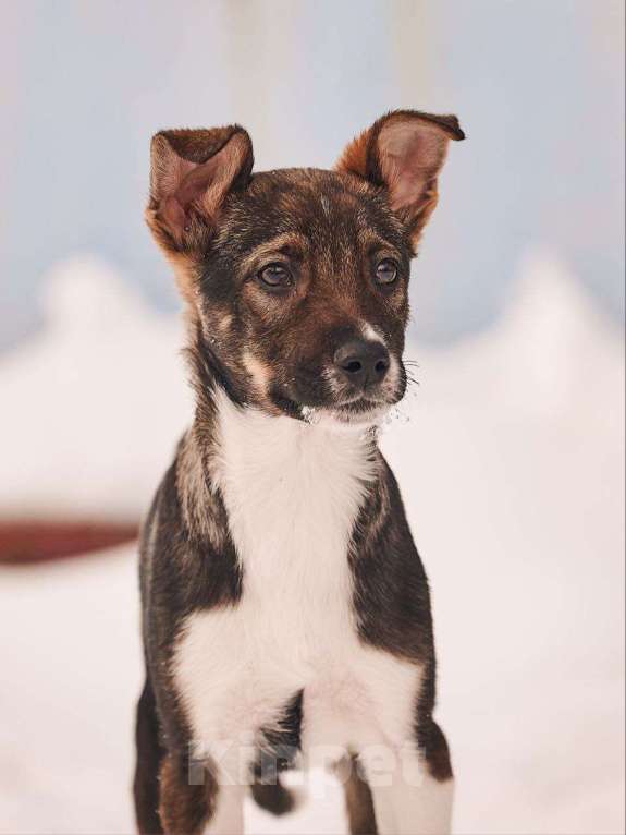 Собаки в других городах Московской области: Лионель якутенок Мальчик, Бесплатно - фото 6