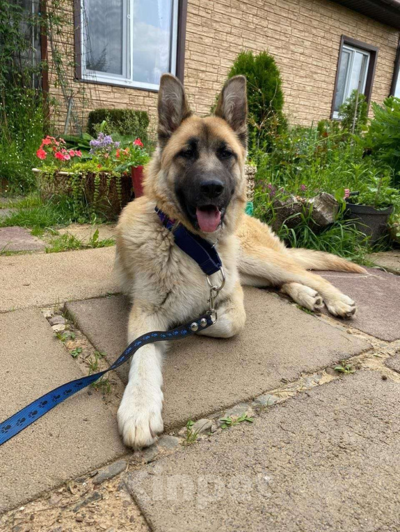 Собаки в Сергиеве Посаде: Алиса ищет дом Девочка, Бесплатно - фото 2