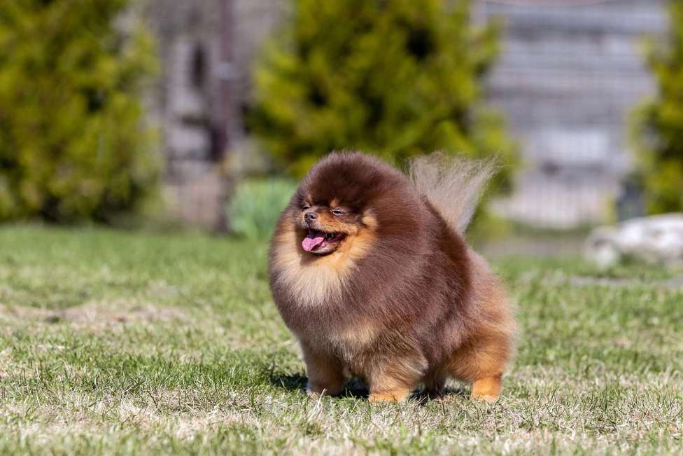 Собаки в Санкт-Петербурге: Кобель для вязки Мальчик, 35 000 руб. - фото 2