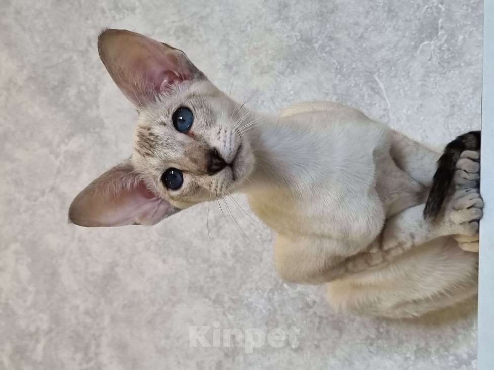 Кошки в Рязани: Ориентальный котенок Девочка, Бесплатно - фото 3
