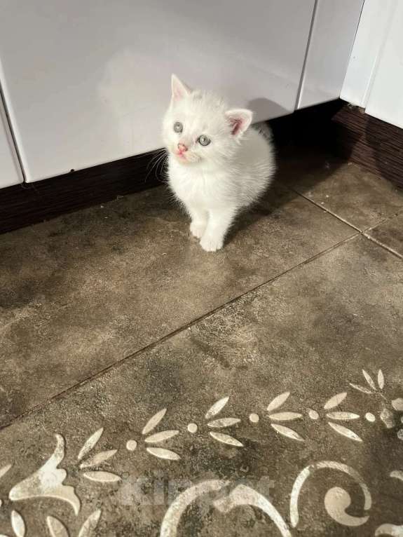 Кошки в Ессентуках: Котята Мальчик, Бесплатно - фото 1