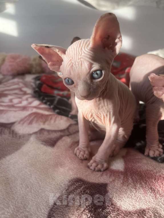 Кошки в Видном: Блондин канадец  Мальчик, 15 000 руб. - фото 3