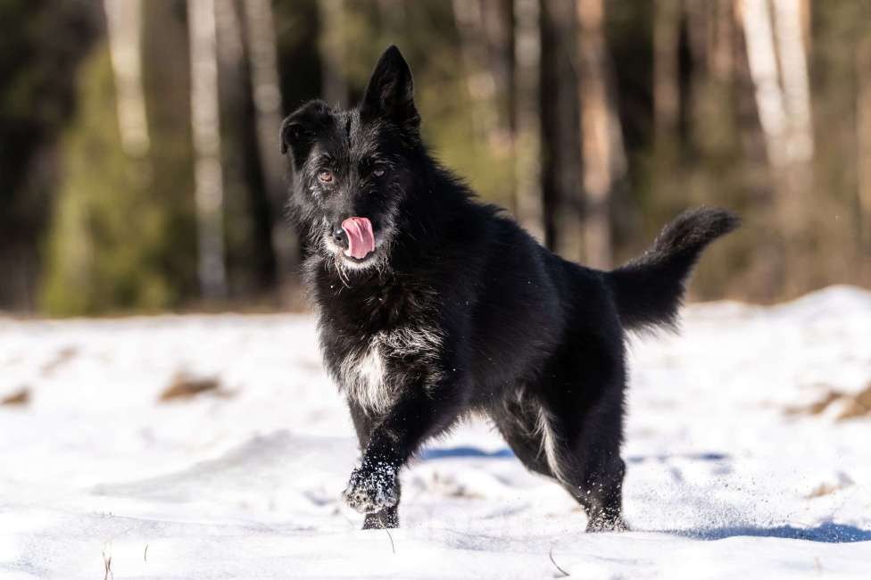 Собаки в Клине: Веста — добродушная собачка Девочка, Бесплатно - фото 2