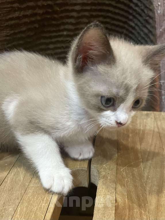 Кошки в Москве: Котята в добрые руки Девочка, 1 000 руб. - фото 1