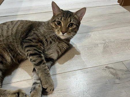 срочно ищет дом кот Яшка