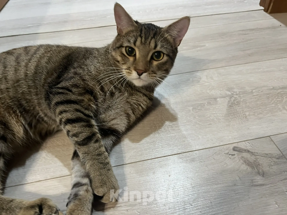 Кошки в Балашихе: срочно ищет дом кот Яшка Мальчик, Бесплатно - фото 1