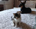 Кошки в Иркутске: Отдам котёнка Девочка, Бесплатно - фото 9