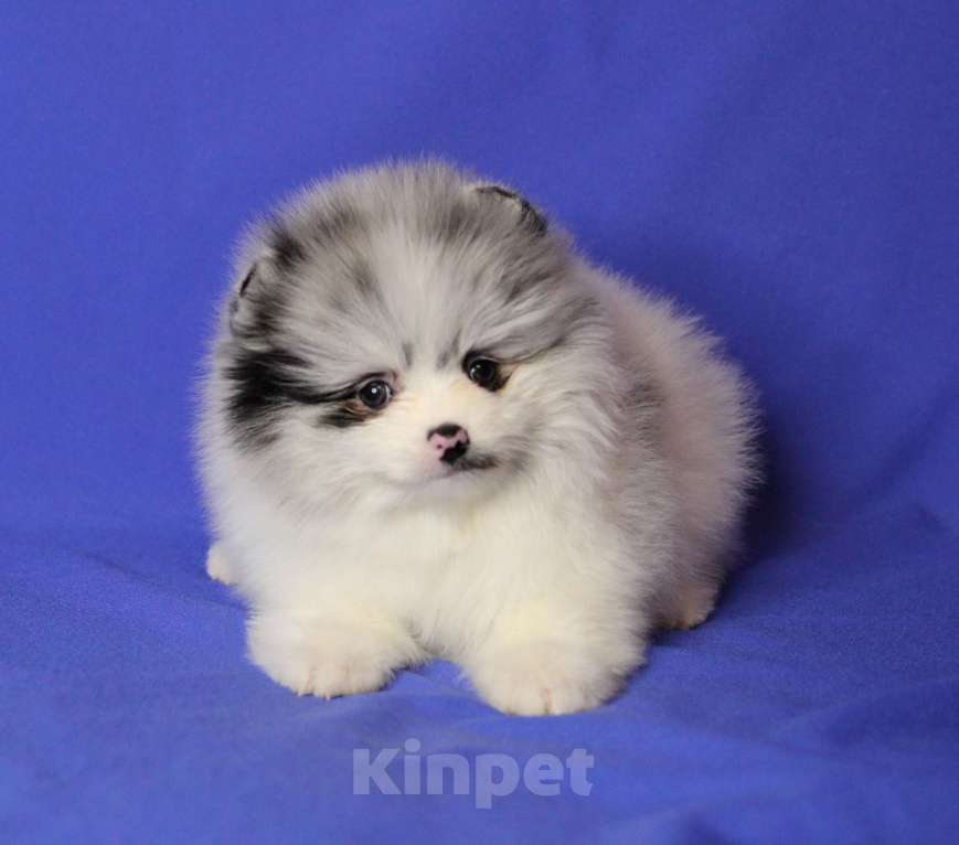 Собаки в Люберцах: щенок шпица эксклюзив Мальчик, 50 000 руб. - фото 1