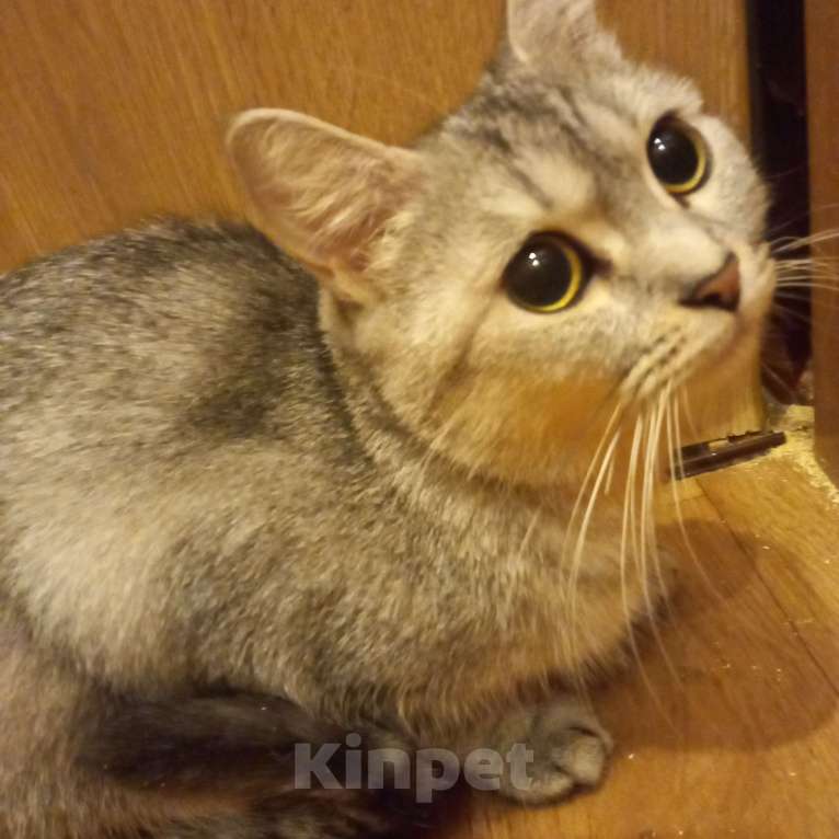 Кошки в Санкт-Петербурге: В добрые руки шотландская девочка. Девочка, 1 000 руб. - фото 2