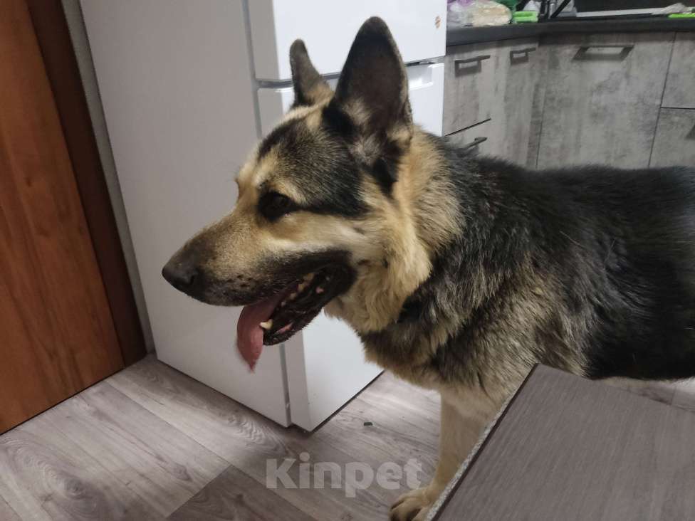 Собаки в Ставрополе: Найдена немецкая овчарка, г Ставрополь, кобель Мальчик, Бесплатно - фото 3