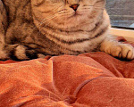 Кошки в Абакане: Кот, 1 000 руб. - фото 2