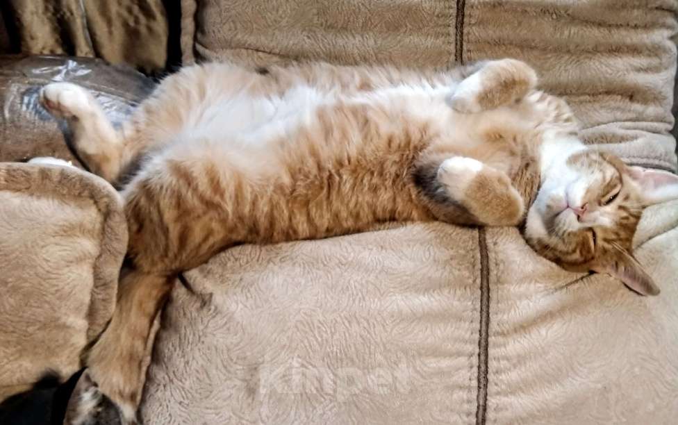 Кошки в Санкт-Петербурге: Котик Пряник в добрые руки Мальчик, Бесплатно - фото 4